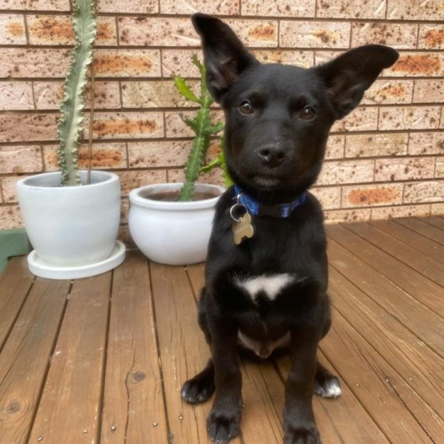Photo of Beau