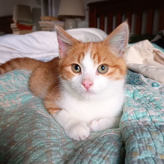 Photo of Pumpkin