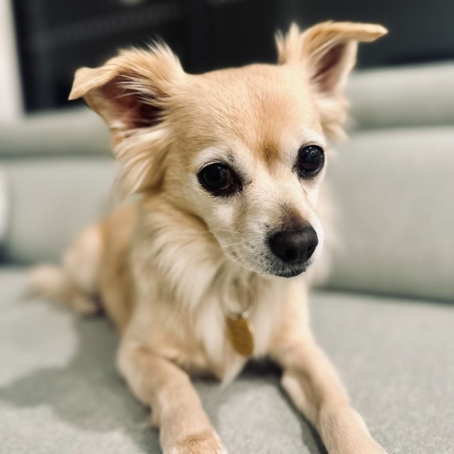 Photo of Cagnolino