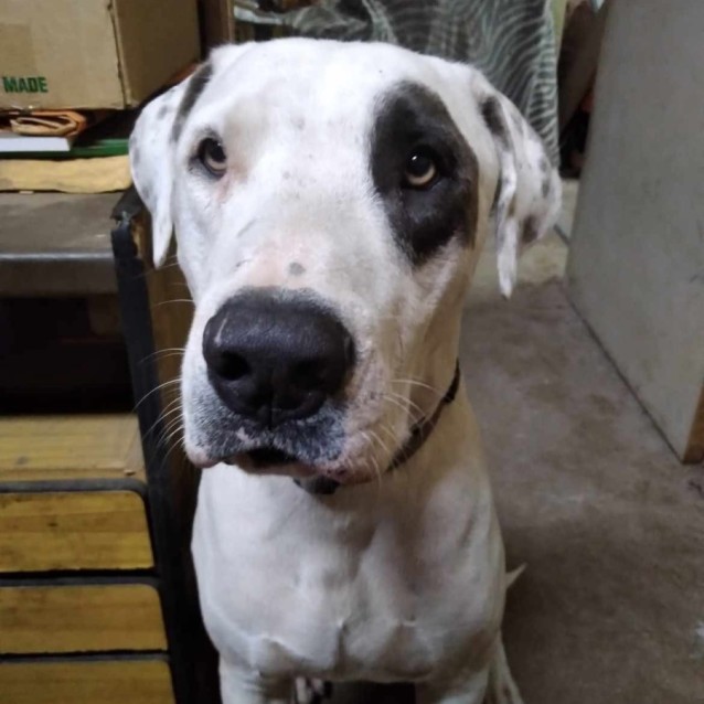 Photo of Patches