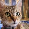 Photo of Savannah