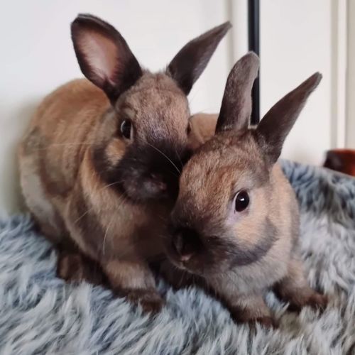 🐰Gus & Gabe🐰 (Located in Werribee)