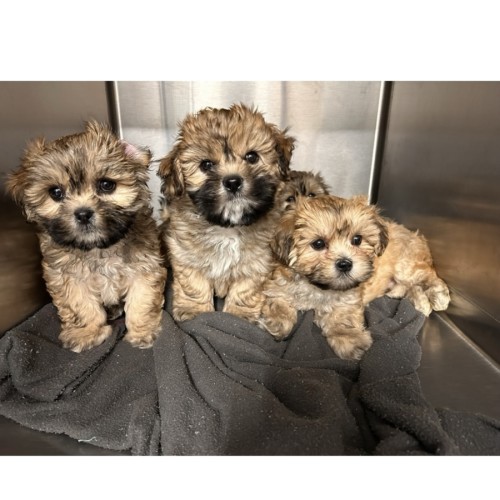 Maple, Fi Fi, Zander