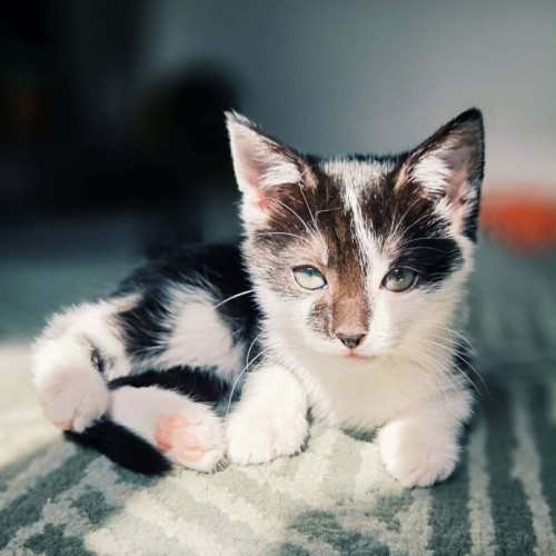 DeWalt - In foster care in Northcote