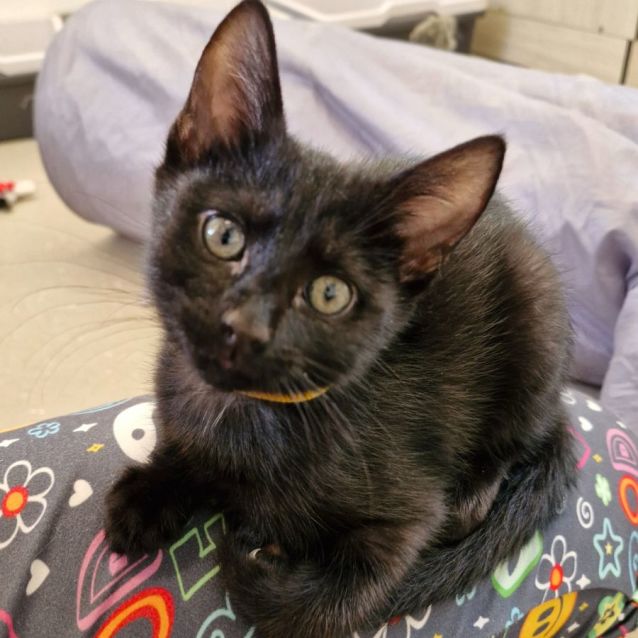 Photo of C1301 Nutmeg