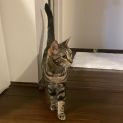 Photo of Lily