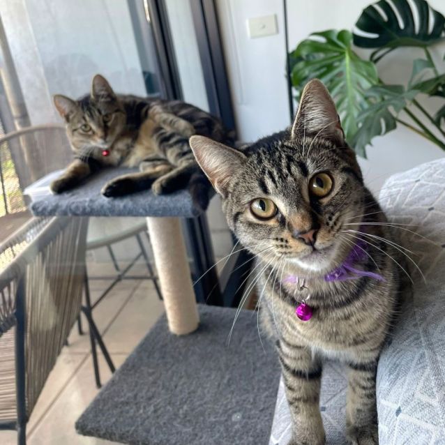 Photo of Pixie And Pretzel