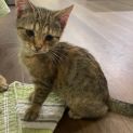Photo of Duchess