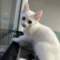 Photo of Latte