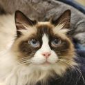 Photo of Misti   Ragdoll