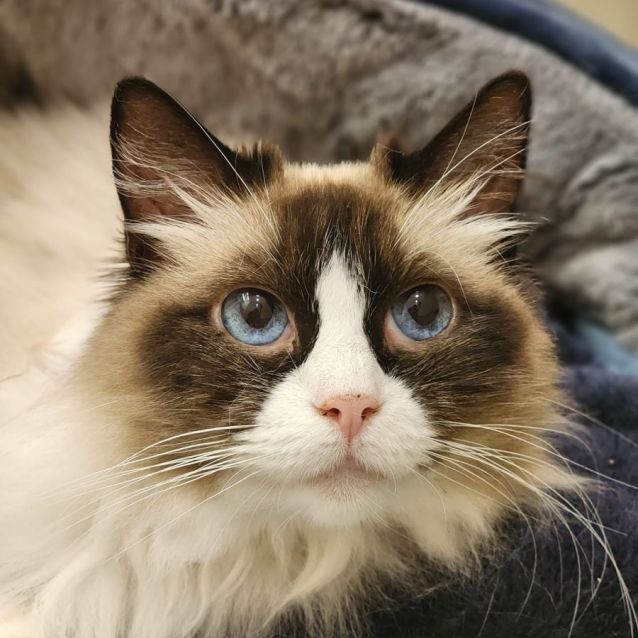 Photo of Misti   Ragdoll