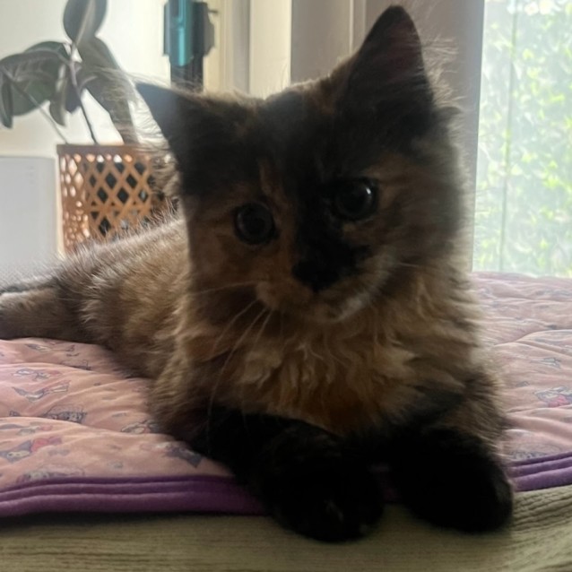 Photo of Lois (Located In Flemington)