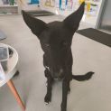 Photo of 💟 Oscar C04370 💟