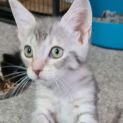 Photo of Poppy