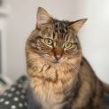 Photo of Amelia