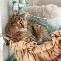 Photo of Sherbet