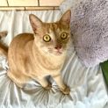 Photo of Cheeto