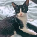 Photo of Buckley