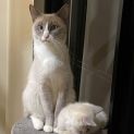 Photo of Tinkerbell