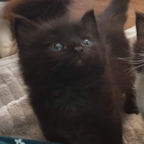 No photo for Onyx