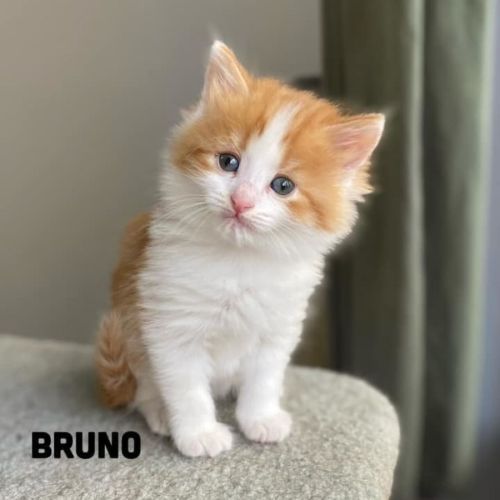 Bruno