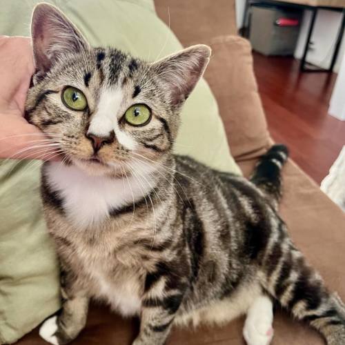 Pepe Le Pew**2nd Chance Cat Rescue**