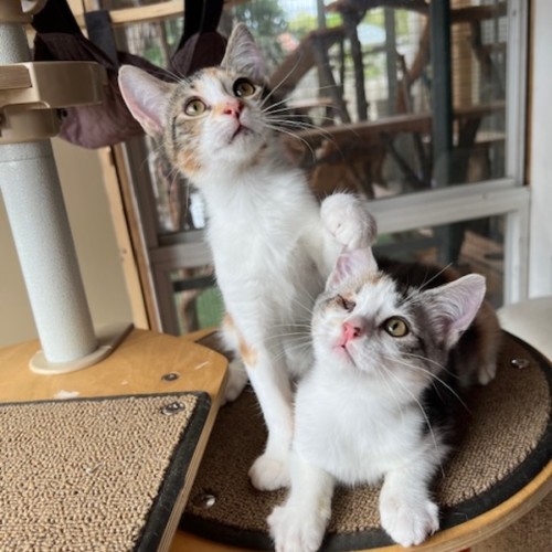Marmalade & Honey