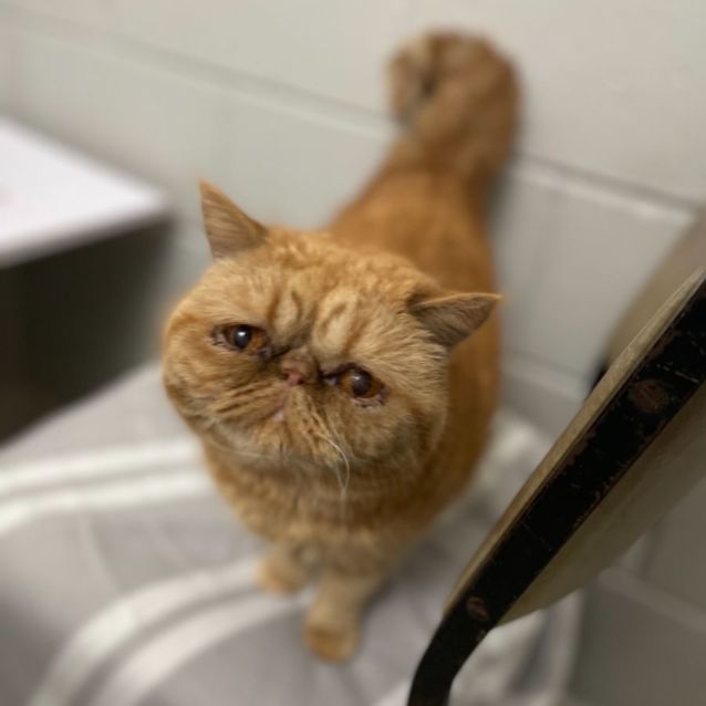 Exotic shorthair rescue cheap