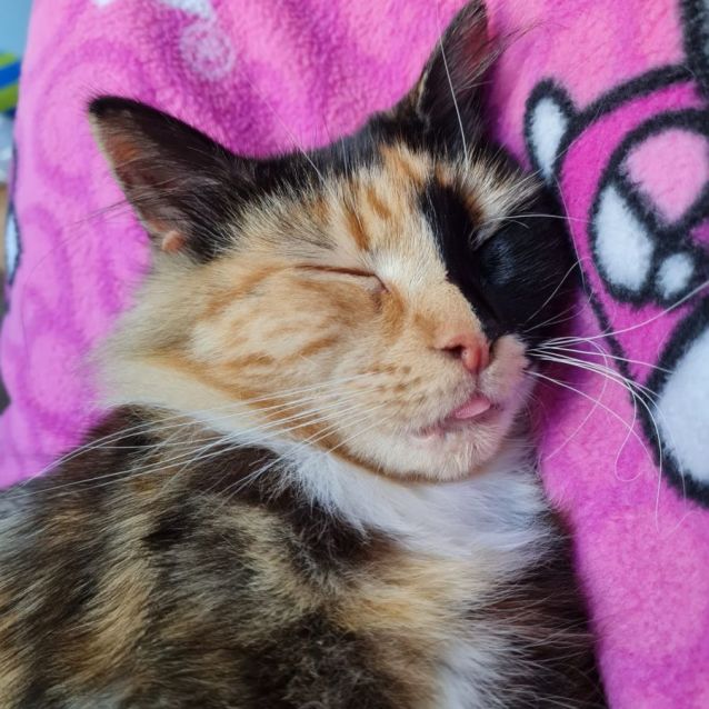 Photo of Jazz ^^Dandy Cat Rescue^^