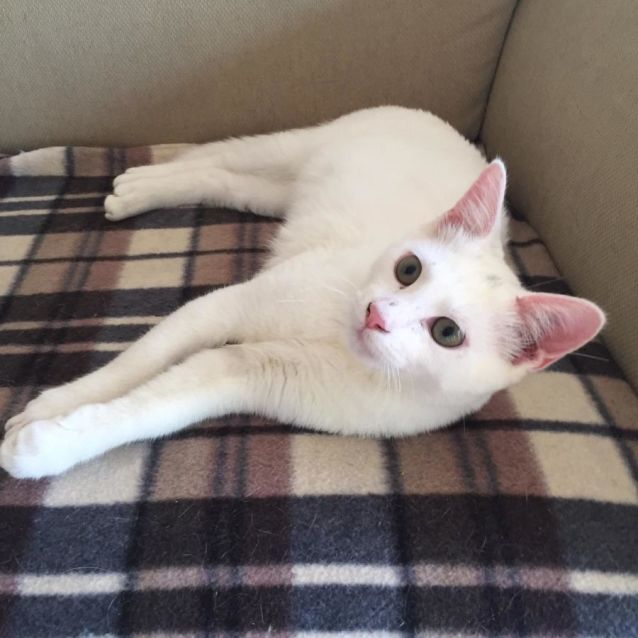 Photo of Polar Bear ^^Dandy Cat Rescue^^