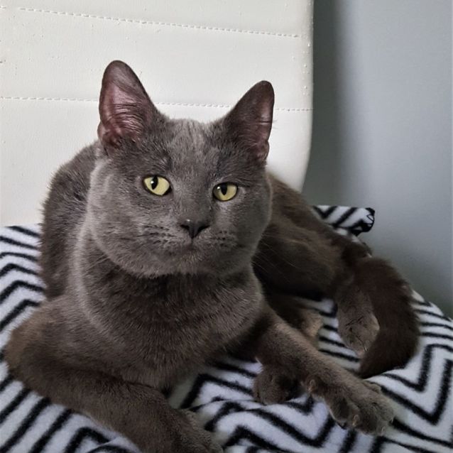 Photo of Dexter ^^Dandy Cat Rescue^^