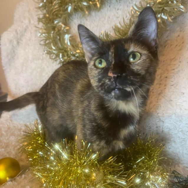 Photo of Sienna