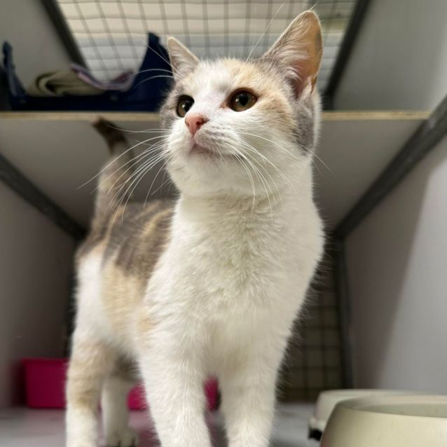 Photo of Annie