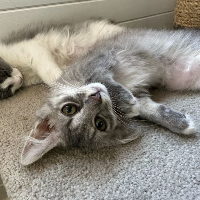 Photo of Mocha