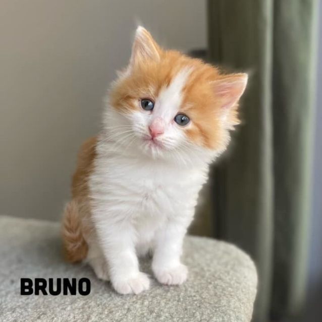 Photo of Bruno