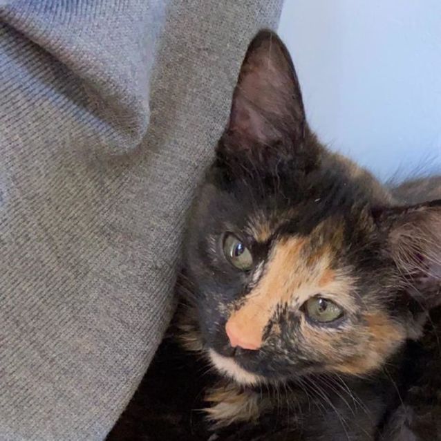 Photo of Mimosa ^^Dandy Cat Rescue^^