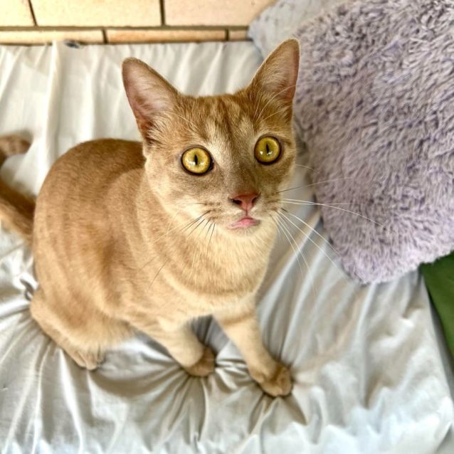Photo of Cheeto