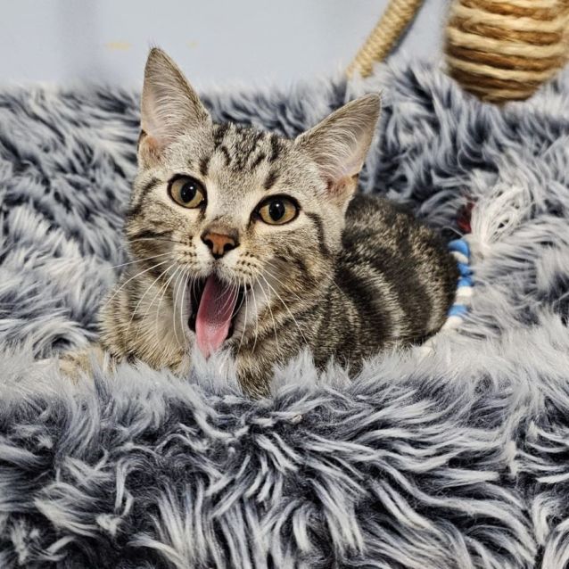 Photo of Mordekai ^^Dandy Cat Rescue^^