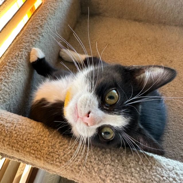 Photo of The Penguin