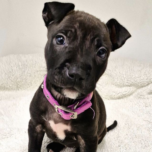 Photo of D1004 Wilma 