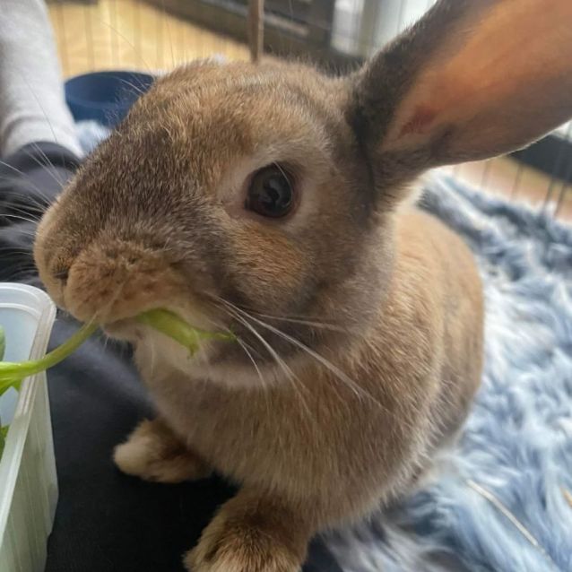 Photo of Nugget (Located In Brunswick West)