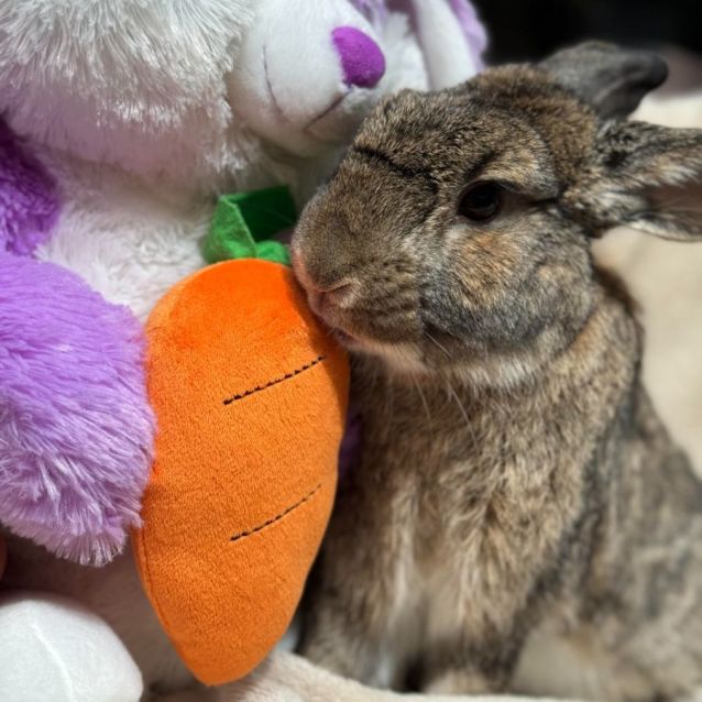 Photo of Biscuit (Located In Point Cook)