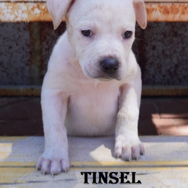 Photo of Tinsel