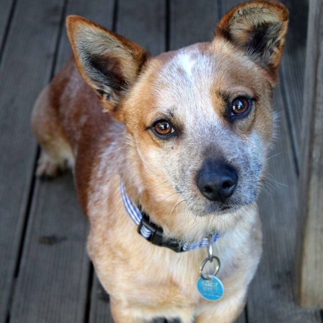 Troy - Medium Male Corgi x Cattle Dog Mix Dog in NSW - PetRescue