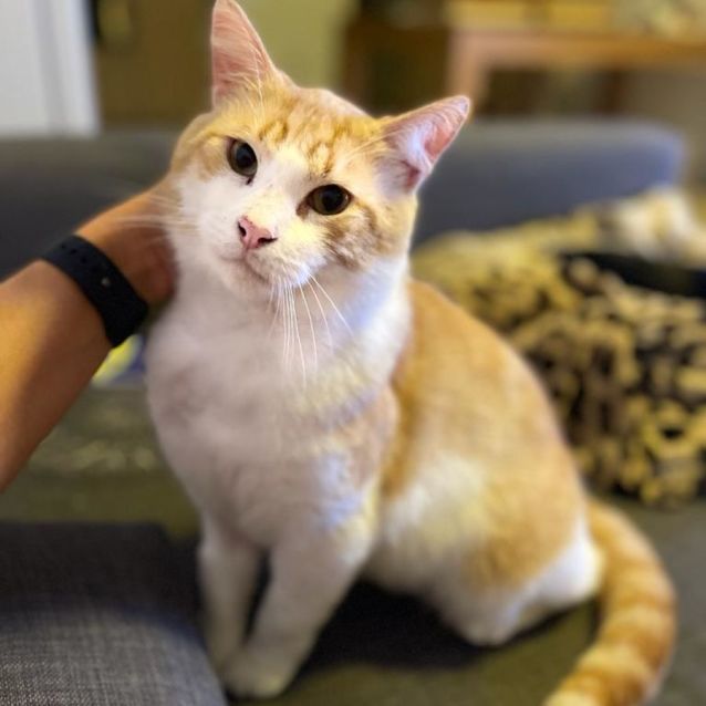 Photo of Rusty