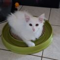 Photo of Harlow ^^Dandy Cat Rescue^^