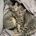 Photo of Lou Lou & Lemon ^Dandy Cat Rescue^