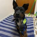 Photo of Brownie