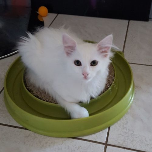 Harlow ^^Dandy Cat Rescue^^
