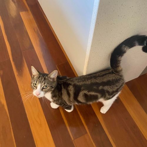 Sebastian **2nd Chance Cat Rescue**